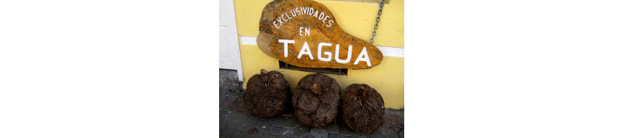 Tagua Nut
